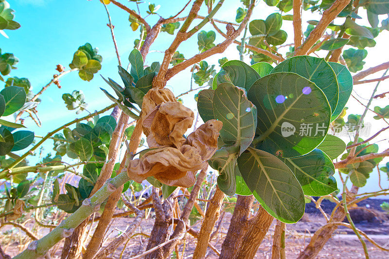 Calotropis procera Fuerteventura。